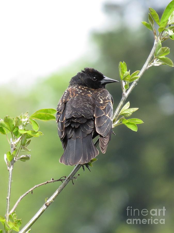 Red-Winged Blackbird - Juvenile Male Photograph by Gayle Swigart