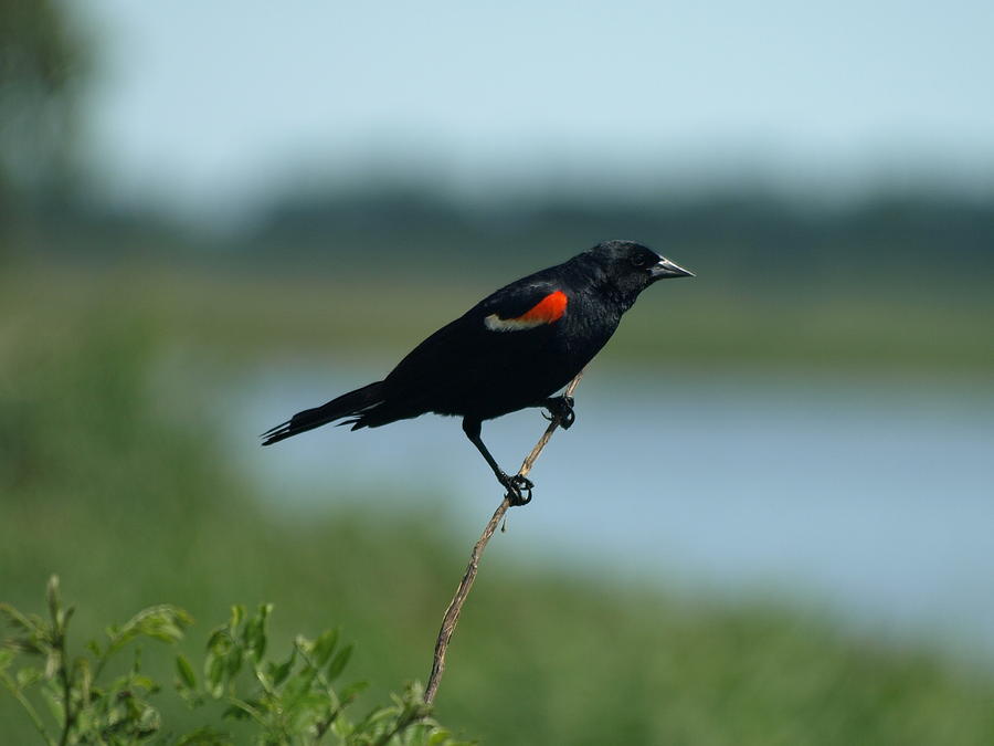 Red-winged Blackbird Landscape Photograph by James Peterson