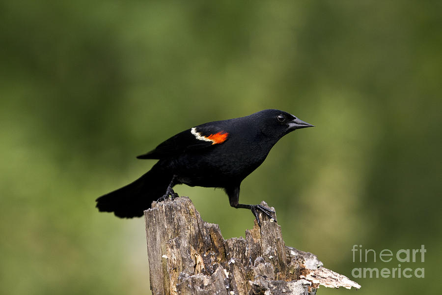 Red-winged Blackbird Photograph by Linda Freshwaters Arndt Red-winged Blackbird Photograph by Linda Freshwaters Arndt