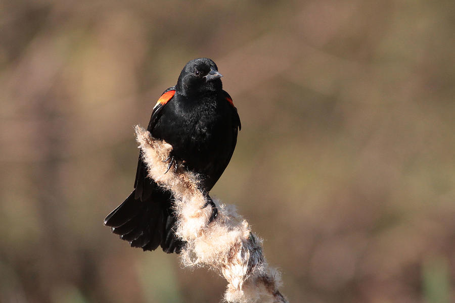 Nature Photograph - Red winged blackbird by Michael Rucci