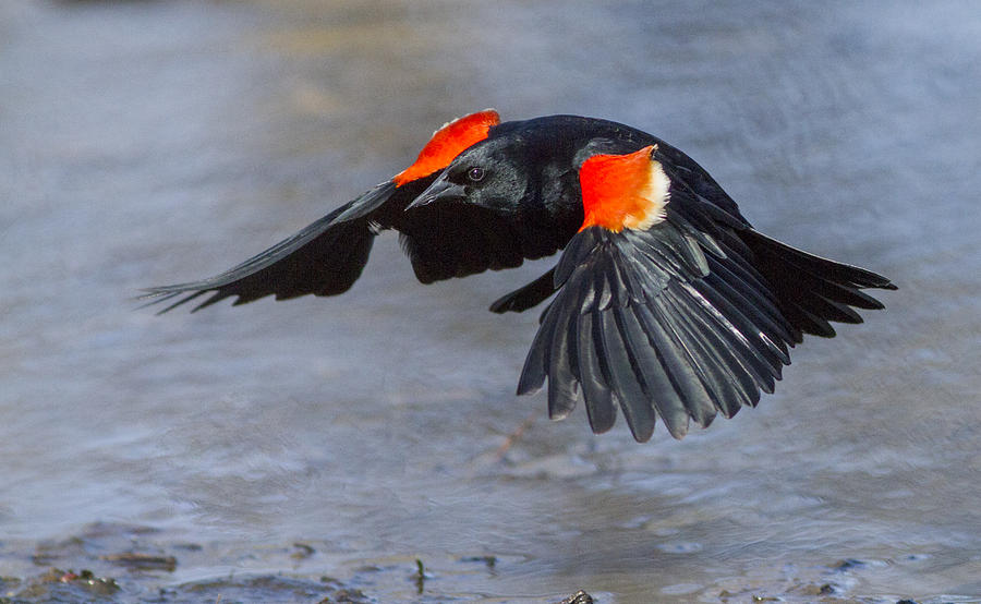 Red winged blackbird Photograph by Mircea Costina Photography