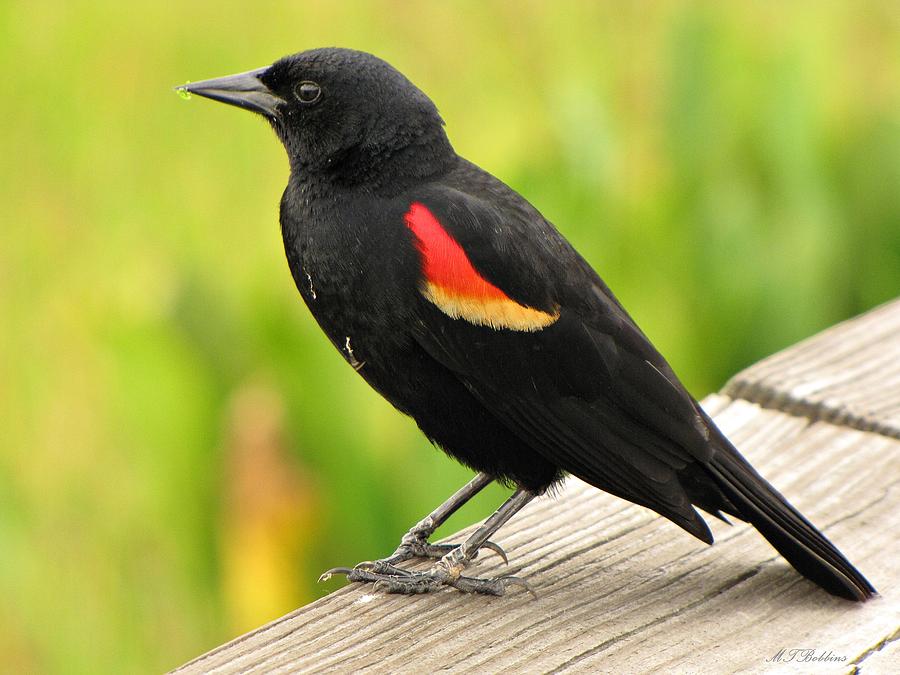 Red-winged Blackbird Photograph by MTBobbins Photography