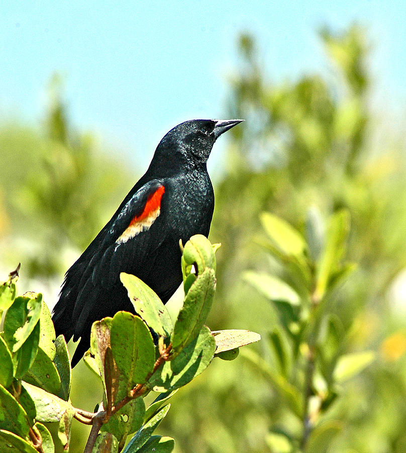 Blackbird Photograph - Red Winged Blackbird by Norman Johnson