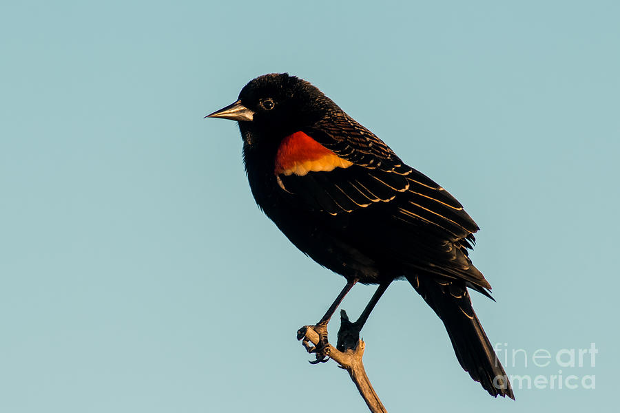 Red Winged Blackbird Not Singing Photograph by Robert Frederick
