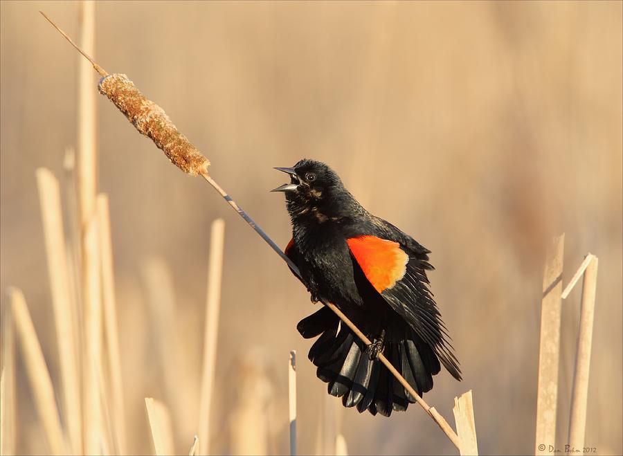 Red Winged Blackbird on Cattail Photograph by Daniel Behm