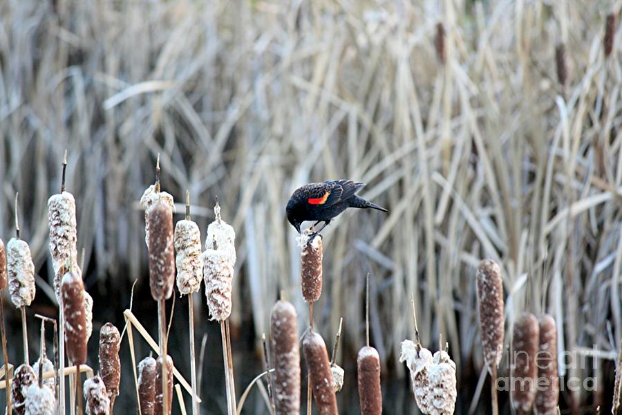 Red Winged Blackbird on Cattails Photograph by Chris Anderson