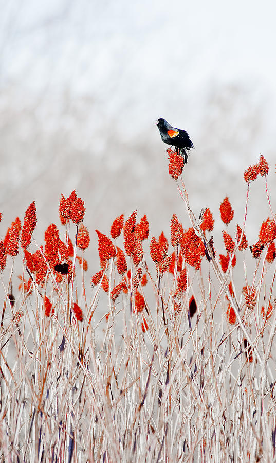Red Winged Blackbird On Sumac Photograph by Steven Ralser
