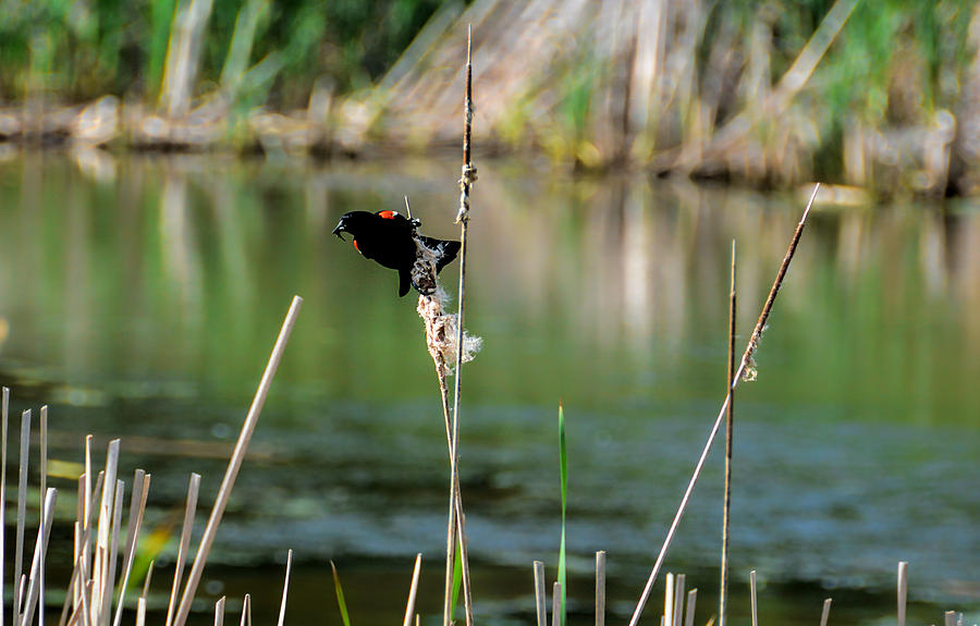 Red-winged blackbird Photograph by Pat Cook