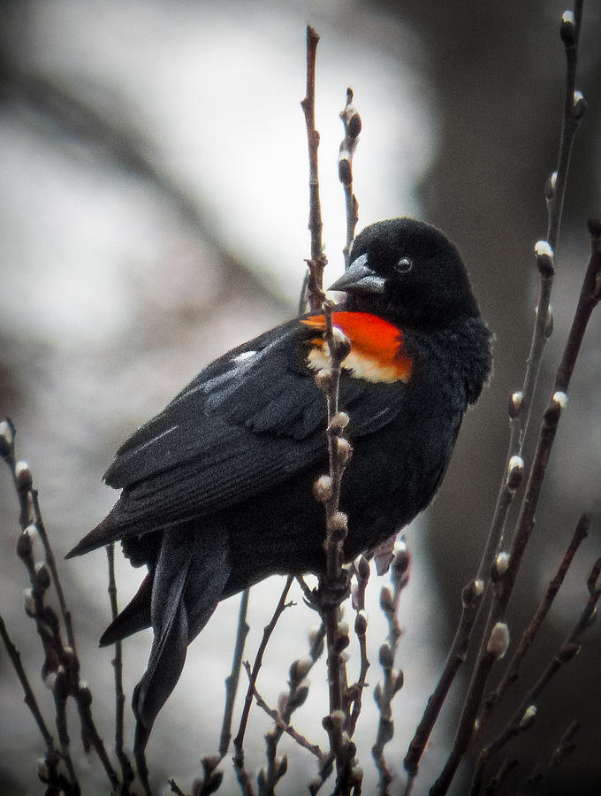 Red Winged Blackbird in Pussy Willows Photograph by Patti Deters