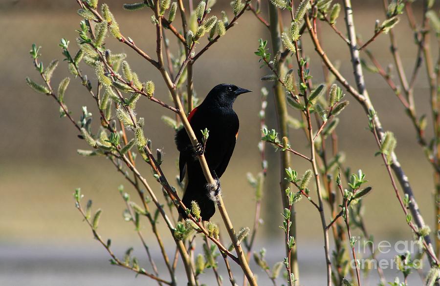 Red Winged Blackbird Perched Photograph by Chris Anderson