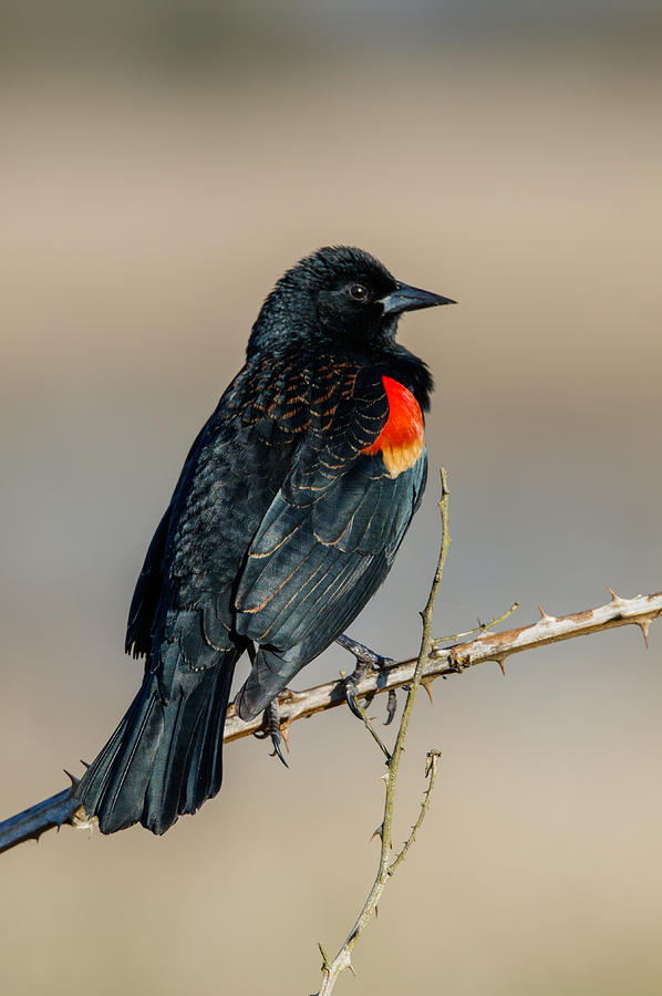 Blackbird Photograph - Red Winged Blackbird Portrait by Angie Vogel