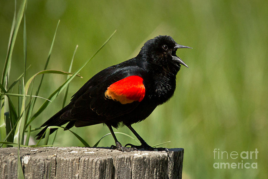 Red-winged Blackbird singing Photograph by Alice Cahill