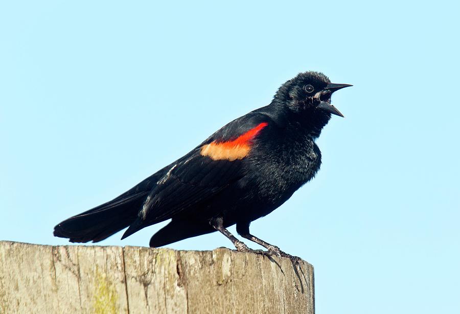 Nature Photograph - Red-winged Blackbird Singing by Bob Gibbons