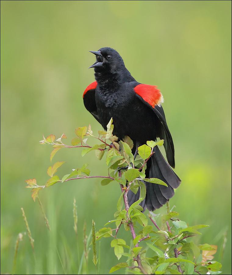 Red Winged Blackbird Singing Photograph by Daniel Behm