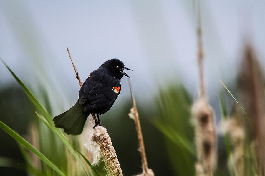 Red winged blackbird singing Photograph by Eti Reid