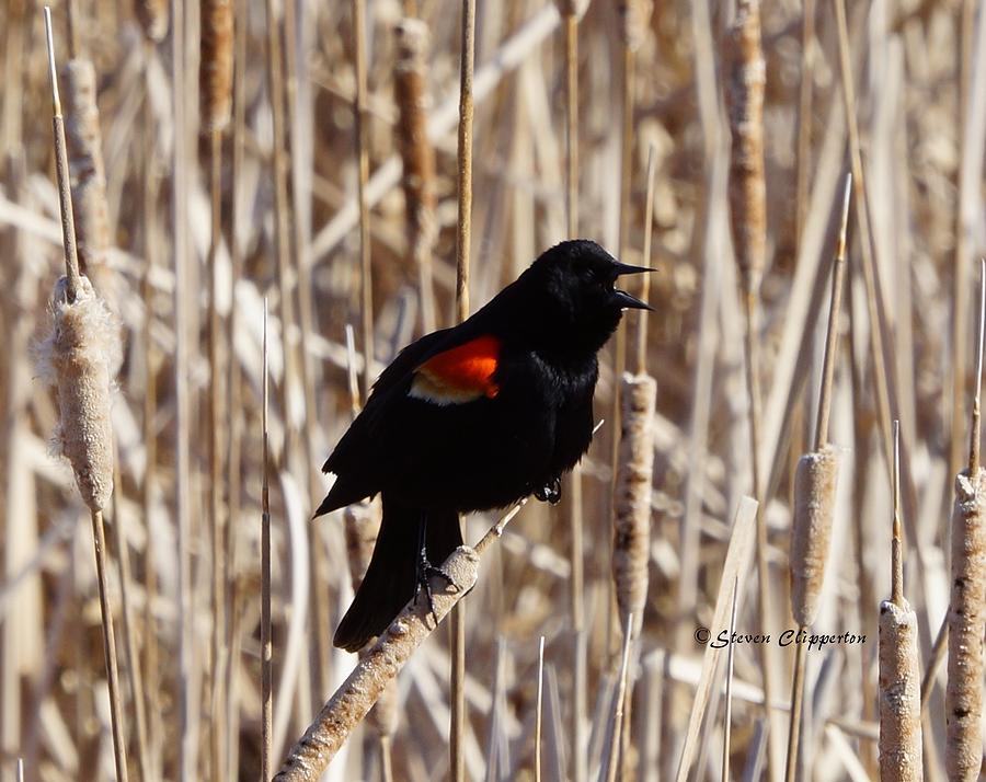 Red Winged Blackbird Photograph by Steven Clipperton