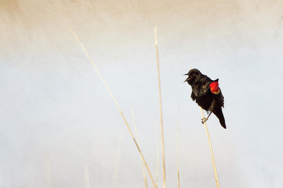 Red-winged Blackbird Photograph by Susangaryphotography