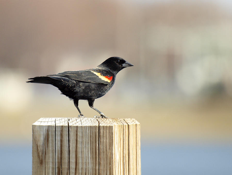 Red Winged Blackbird Photograph by Thomas Young