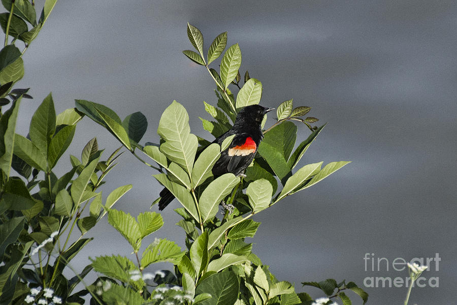 Red-winged Blackbird V3 Photograph by Douglas Barnard