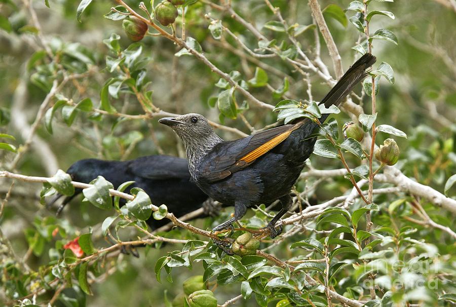 Red-winged Starlings Photograph by Bob Gibbons - Pixels