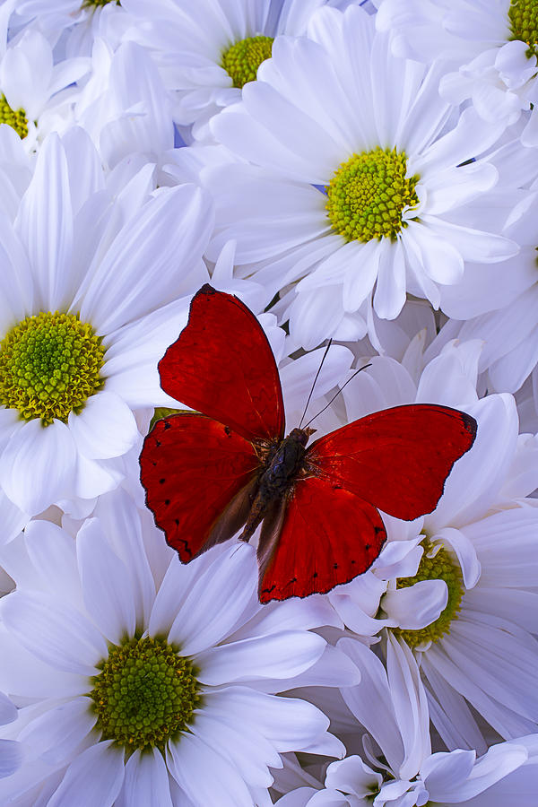 Butterfly Photograph - Red Wings On White Daises by Garry Gay