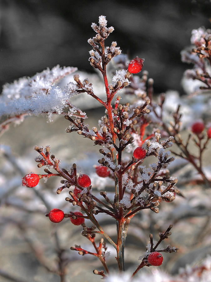 Red Winter Berries of Nandia Domestica Photograph by Gill Billington