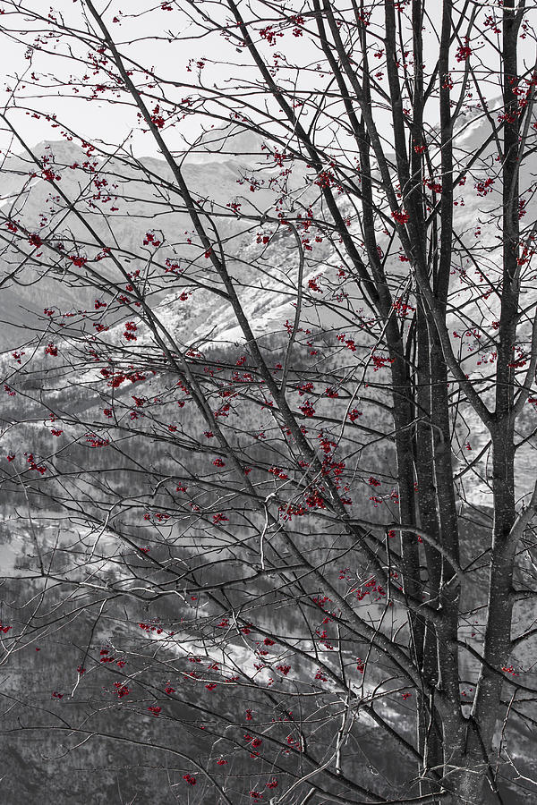 Red Winter Photograph by Sonny Marcyan