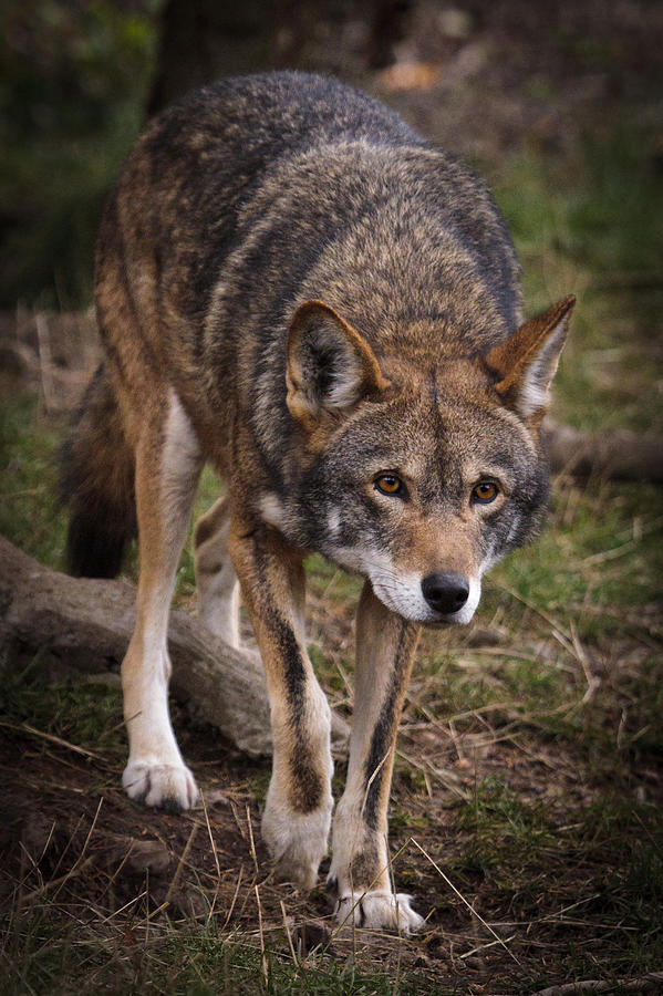 Red Wolf Approach Photograph by Wes and Dotty Weber
