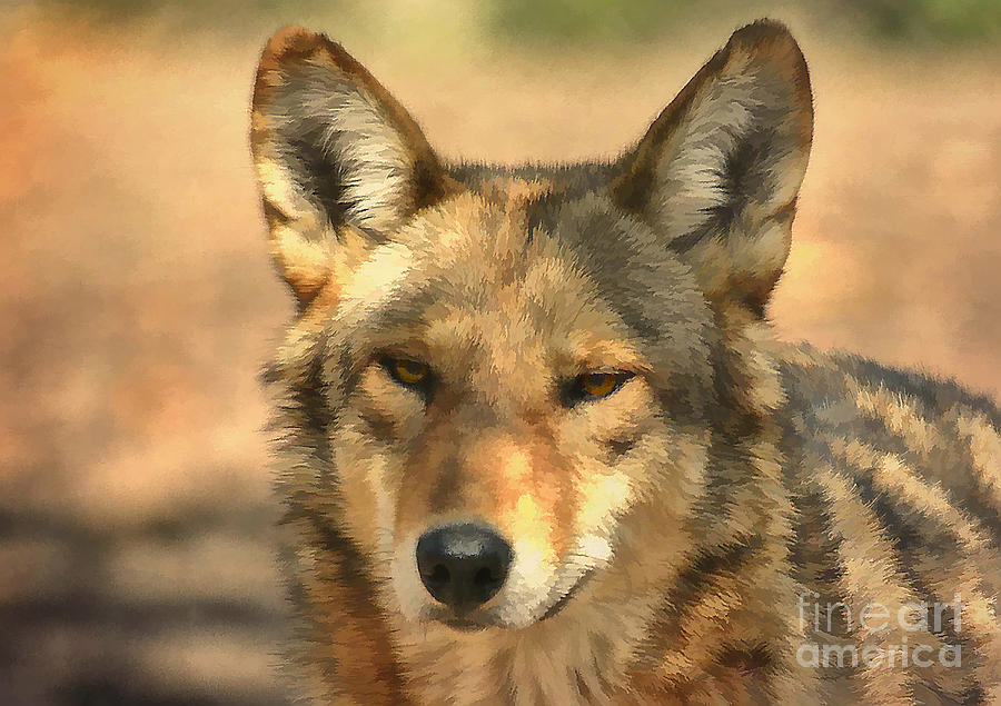Red Wolf Photograph by Kathy Baccari