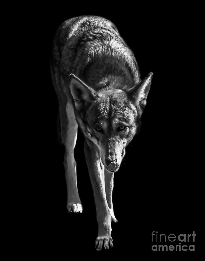 Red Wolf Photograph by Ken Frischkorn