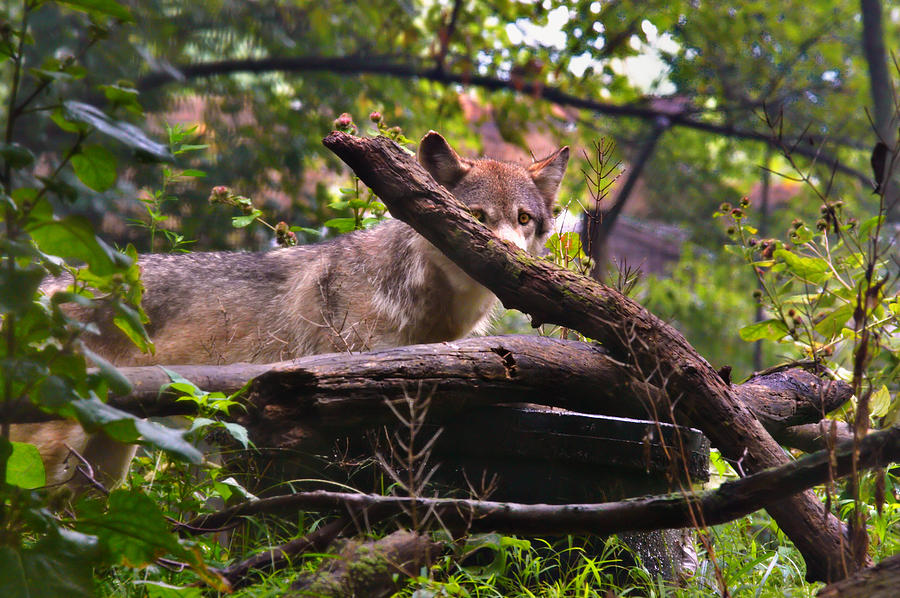Red Wolf Photograph by Mary Almond