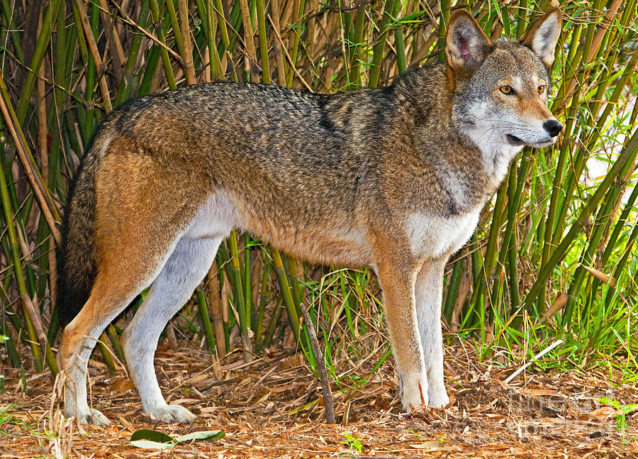 Nature Photograph - Red Wolf by Millard H. Sharp
