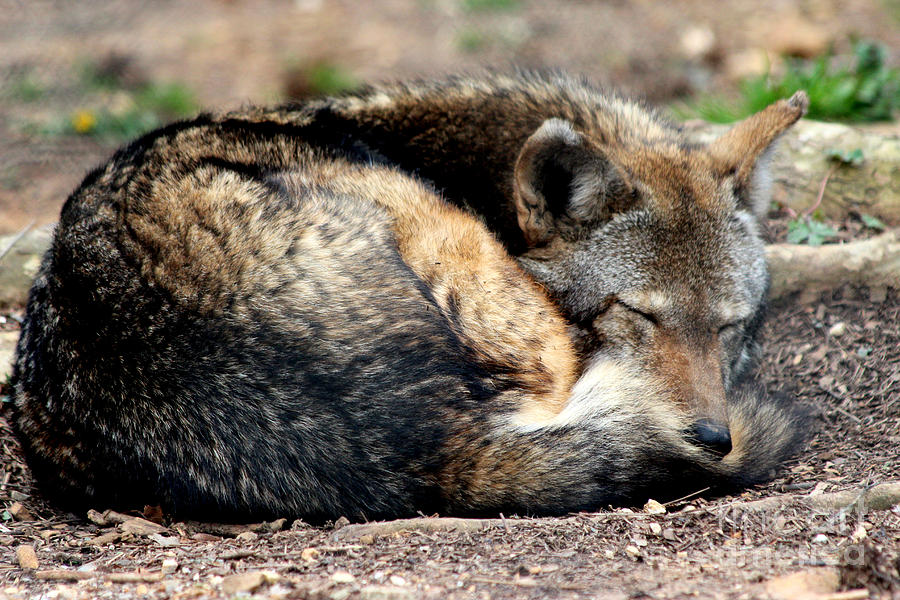 Red Wolf Napping Photograph by Kathy  White