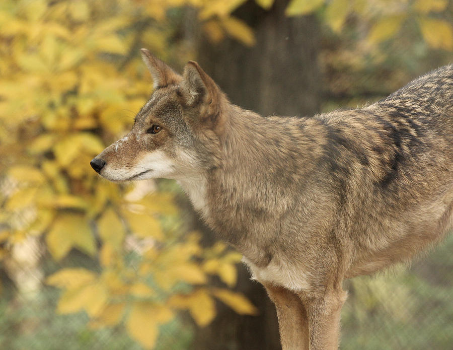 Red Wolf Photograph by Noa Mohlabane - Fine Art America