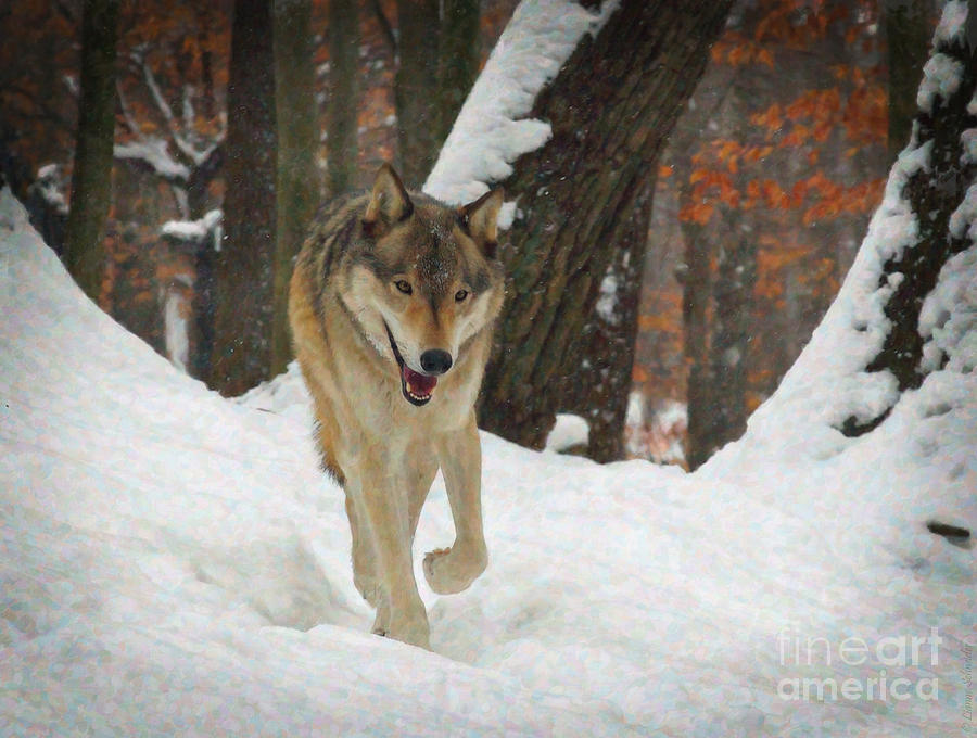 Red Wolf On A Winter Hunt Digital Art