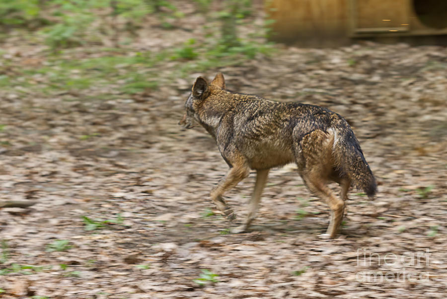 Red Wolf Panning Photograph