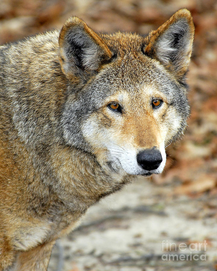 Wildlife Photograph - Red Wolf Portrait by Timothy Flanigan