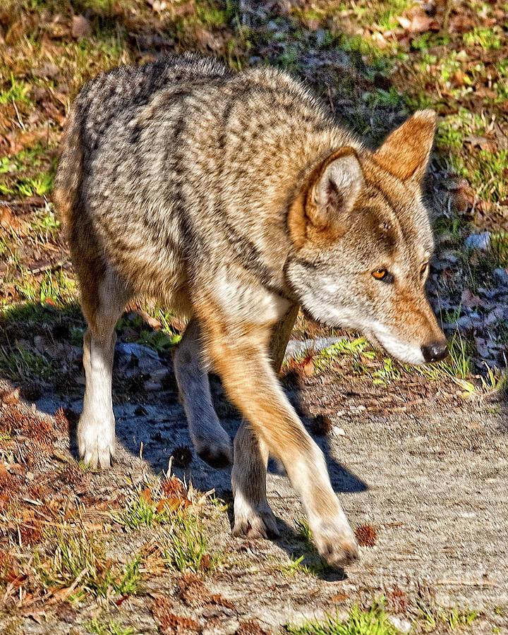 Red Wolf Photograph by Ronald Lutz