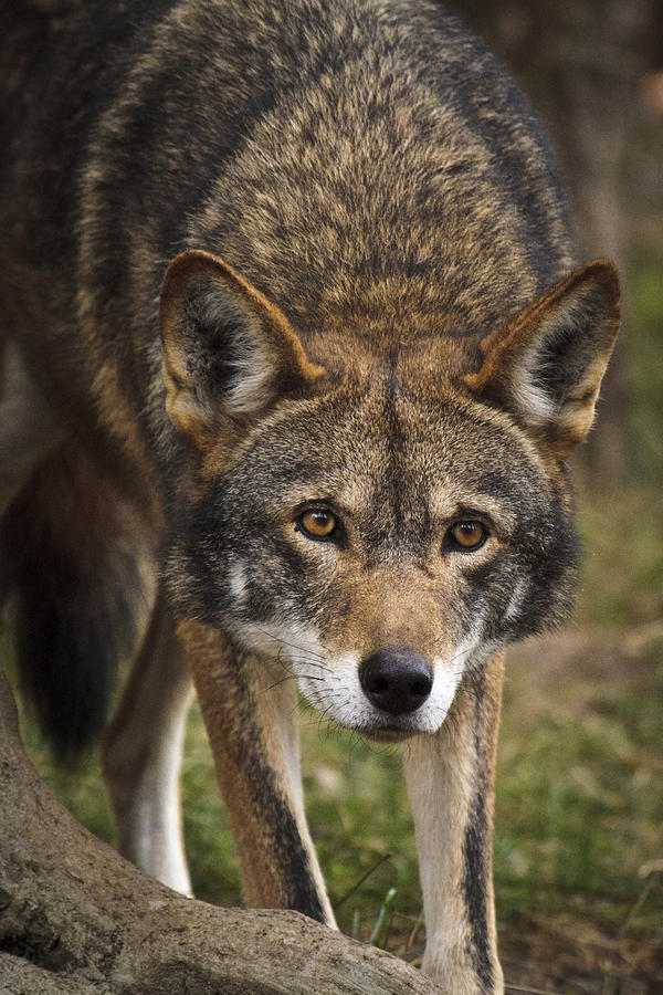 Red Wolf Stalking D3798 Photograph by Wes and Dotty Weber