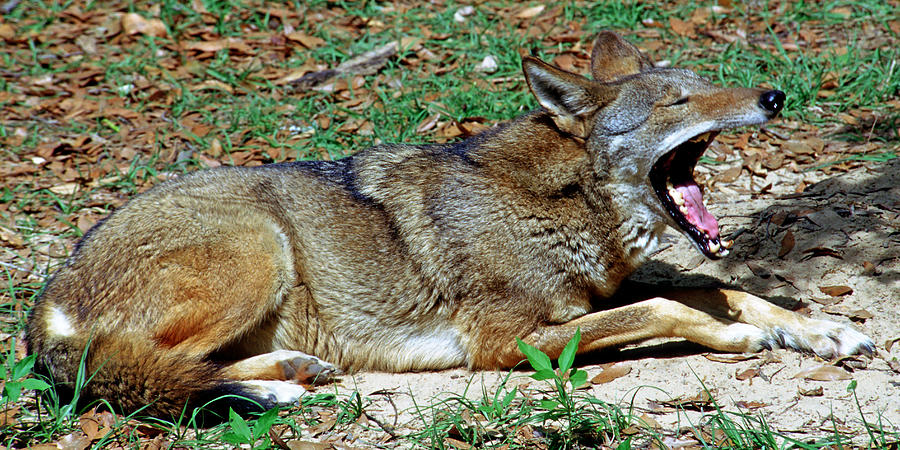 Red Wolf Yawning Photograph by Millard H. Sharp