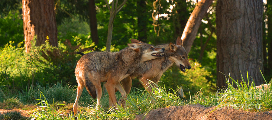 Red Wolves Photograph by Frank Larkin
