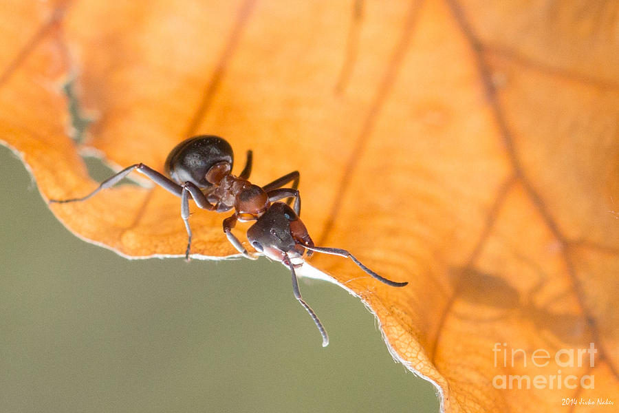 Red Wood Ant Worker Photograph by Jivko Nakev