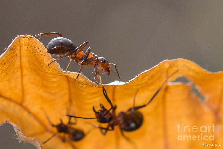 Red Wood Ants Photograph by Jivko Nakev