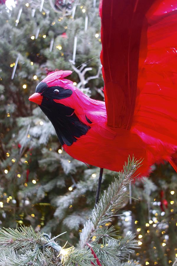 Red Xmass Bird Photograph by Joan Reese