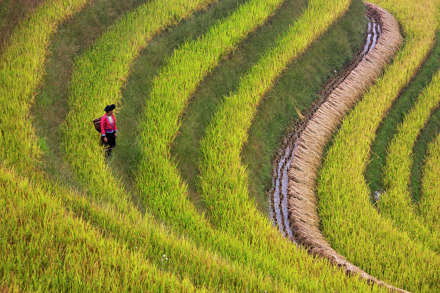 Red Yao Girl On The Rice Terrace Photograph by Keren Su - Pixels Merch