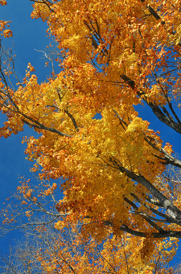 Red Yellow and Blue Photograph by Jean-Francois Bissonnette - Fine Art ...