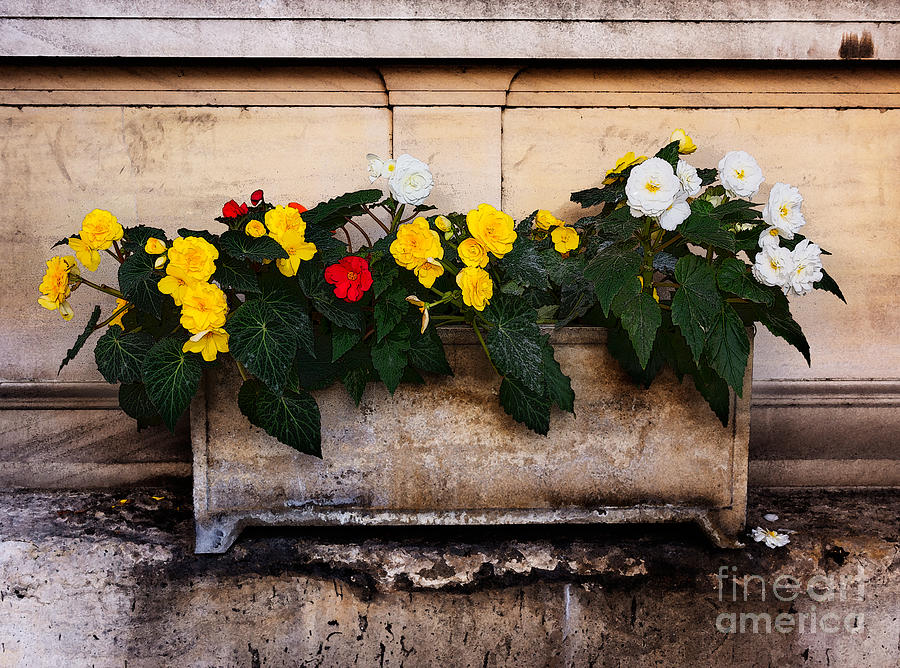 Flower Photograph - Red yellow and white begonias by Louise Heusinkveld