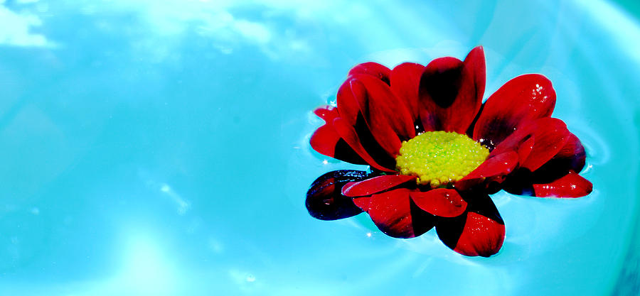 Fantasy Photograph - Red Yellow Flower in the Sky by Mike Gail Attenborough