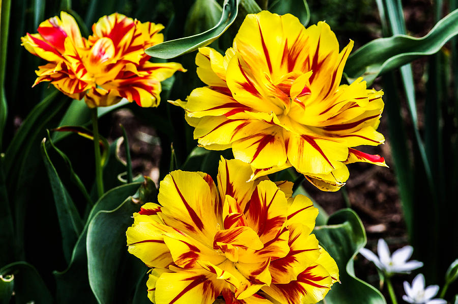 Red yellow flowers Photograph by Gerald Kloss