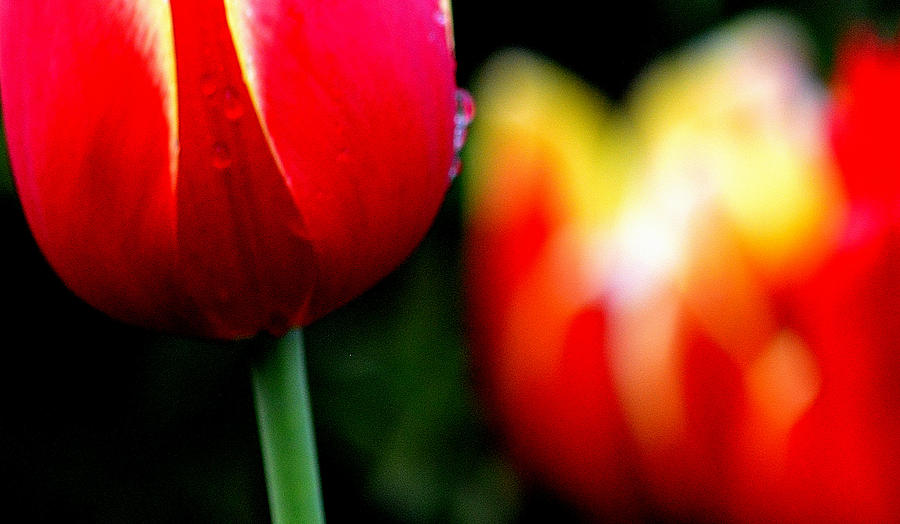 Red Yellow Tulips Photograph by Joan Han